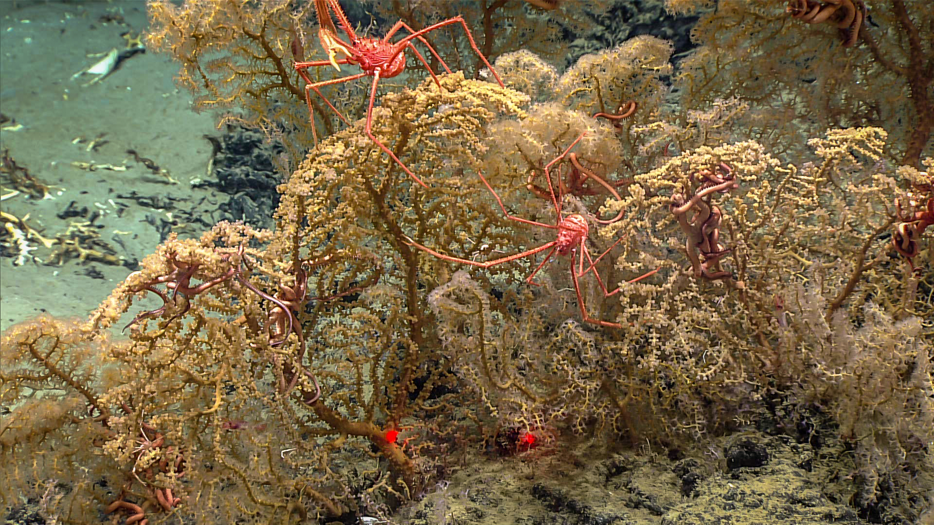Figure 3. One of the goals of the Gulf of Mexico 2017 expedition was to search for corals in deep waters of the Gulf, as these corals provide habitat for a diversity of organisms such as squat lobsters, ophiuroids, and more. Image from dive 09 of the expedition at “Henderson Ridge Mid South”. By locating deep-sea coral communities, we are in a better position to understand and thus manage marine resources in the Gulf of Mexico. Watch the video. Image courtesy of NOAA’s Office of Ocean Exploration and Research.