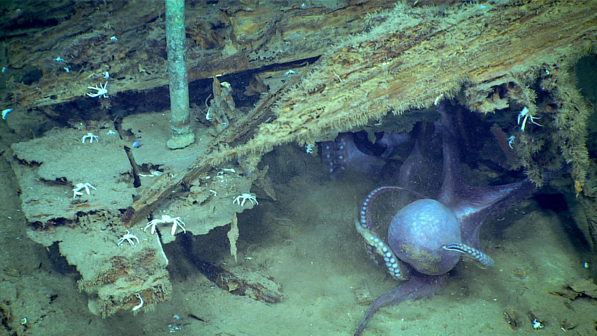 Figure 6. Two Muusoctopus sp. appear to wrestle for space inside a previously unsurveyed shipwreck during Dive 02 of the Gulf of Mexico 2018 expedition. Watch a video of this interaction. Image courtesy of NOAA’s Office of Ocean Exploration and Research. Download larger version (835 KB).