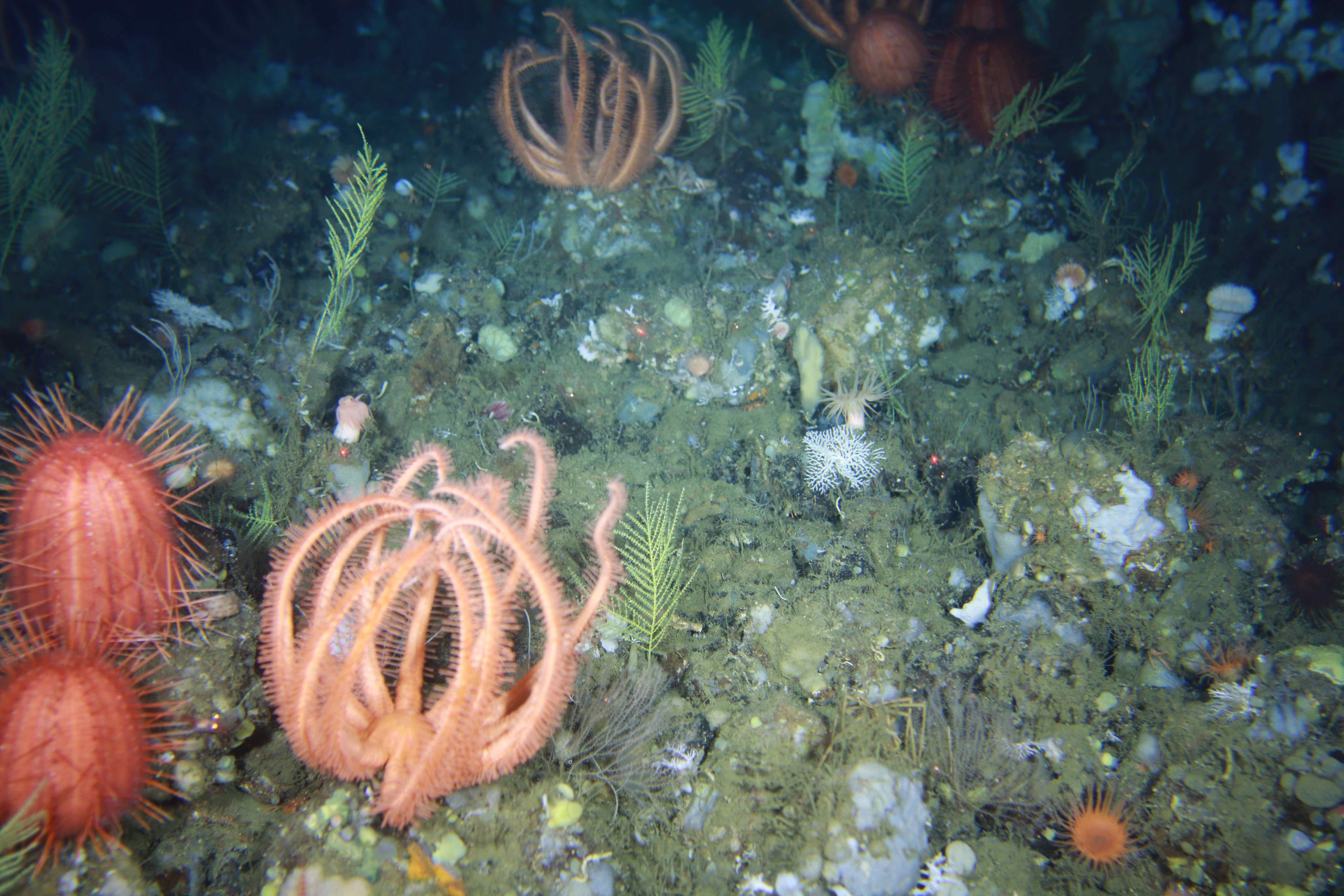 Figure 1. Brisingid sea stars and pumpkin sea urchins, Dermechinus horridus, in a canyon habitat at 404m
