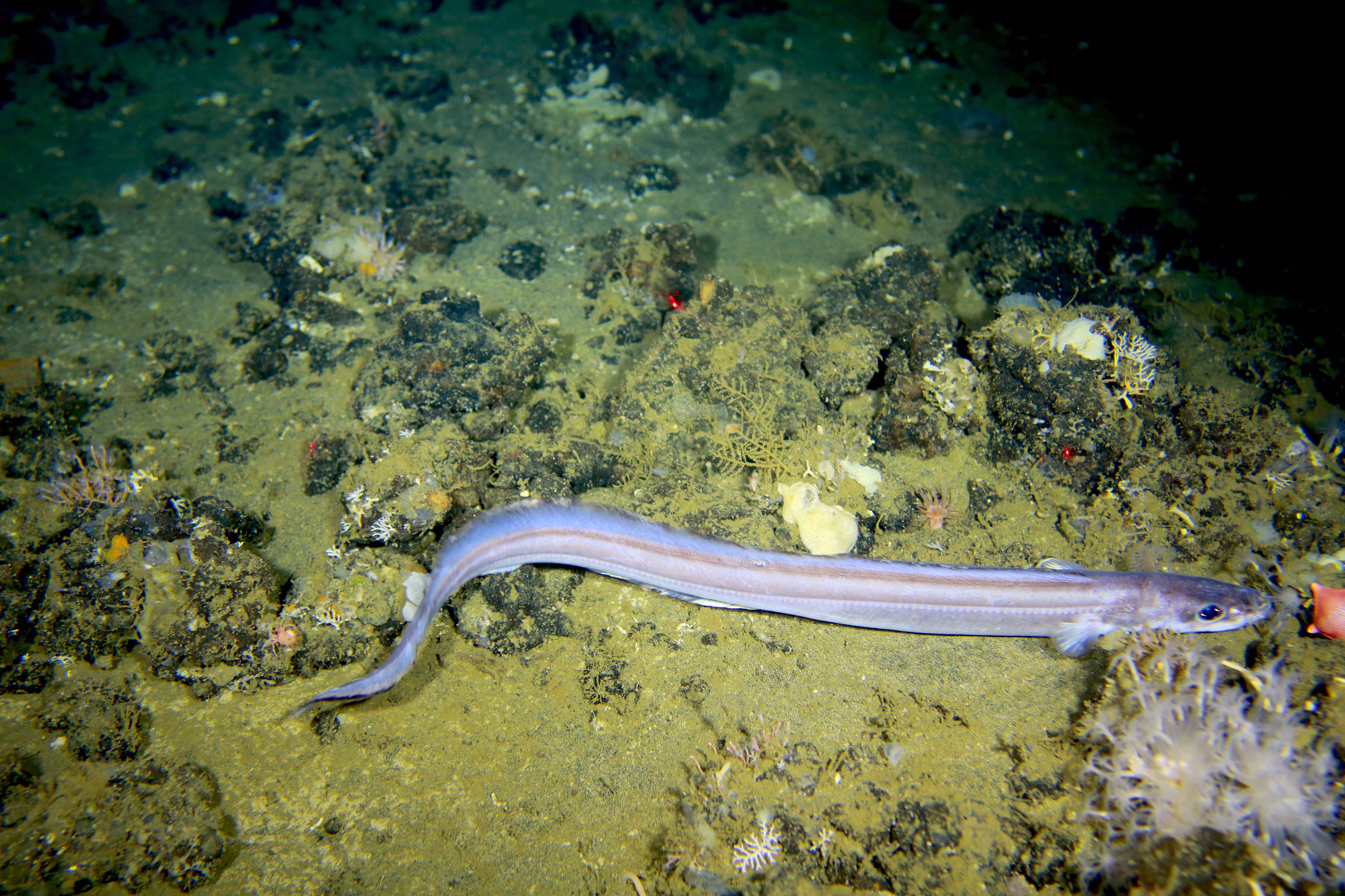 Figure 2. Eel, canyon habitat at 473m.