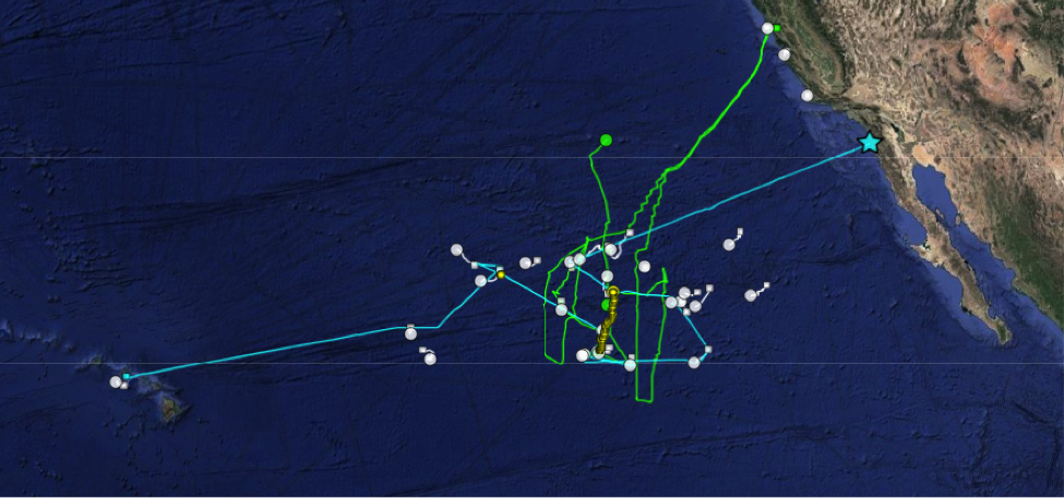 Figure 1. Map of the Voyage to the White Shark Café. White points: pop up locations of archival tags, Green lines: SailDrone tracks, Yellow points: Slocum glider surfacing locations, Blue line: R/V Falkor track.