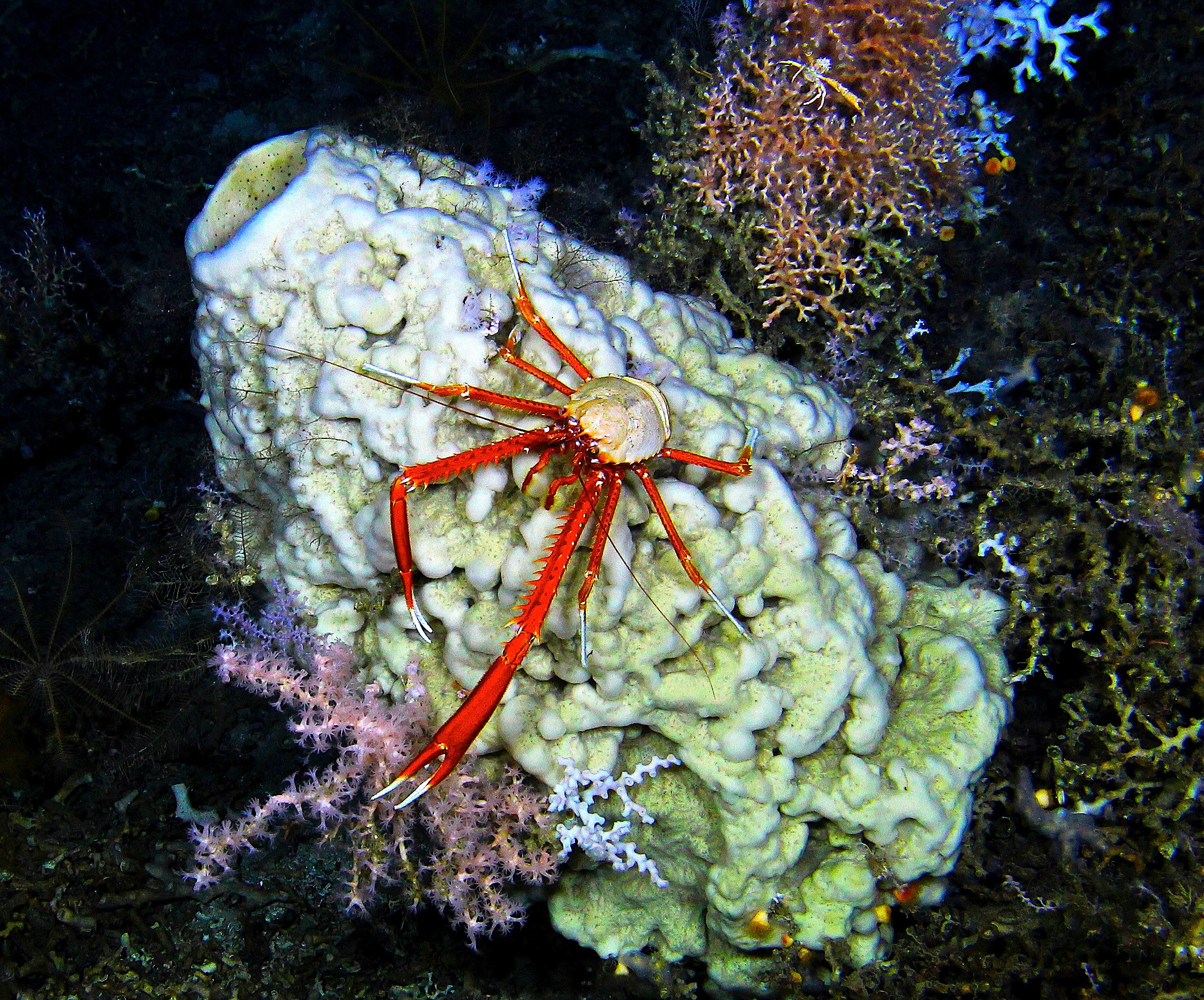 Figure 3. Crab taking a rest on a sponge. Credit: Oceaneering, Inc.