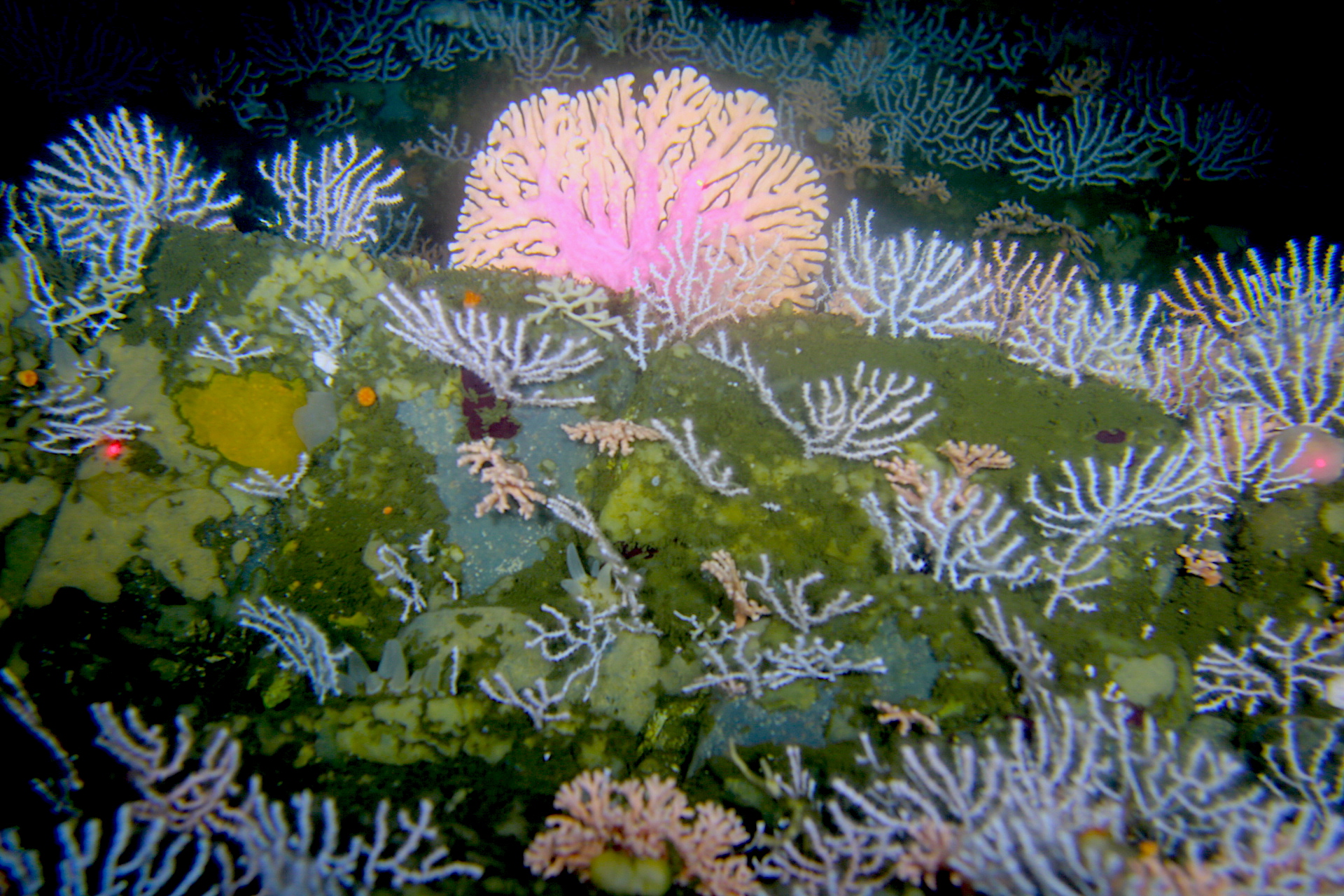 Figure 3. A pink Stylasterene and white Gorgonians inhabit inshore rocky habitats, 85m