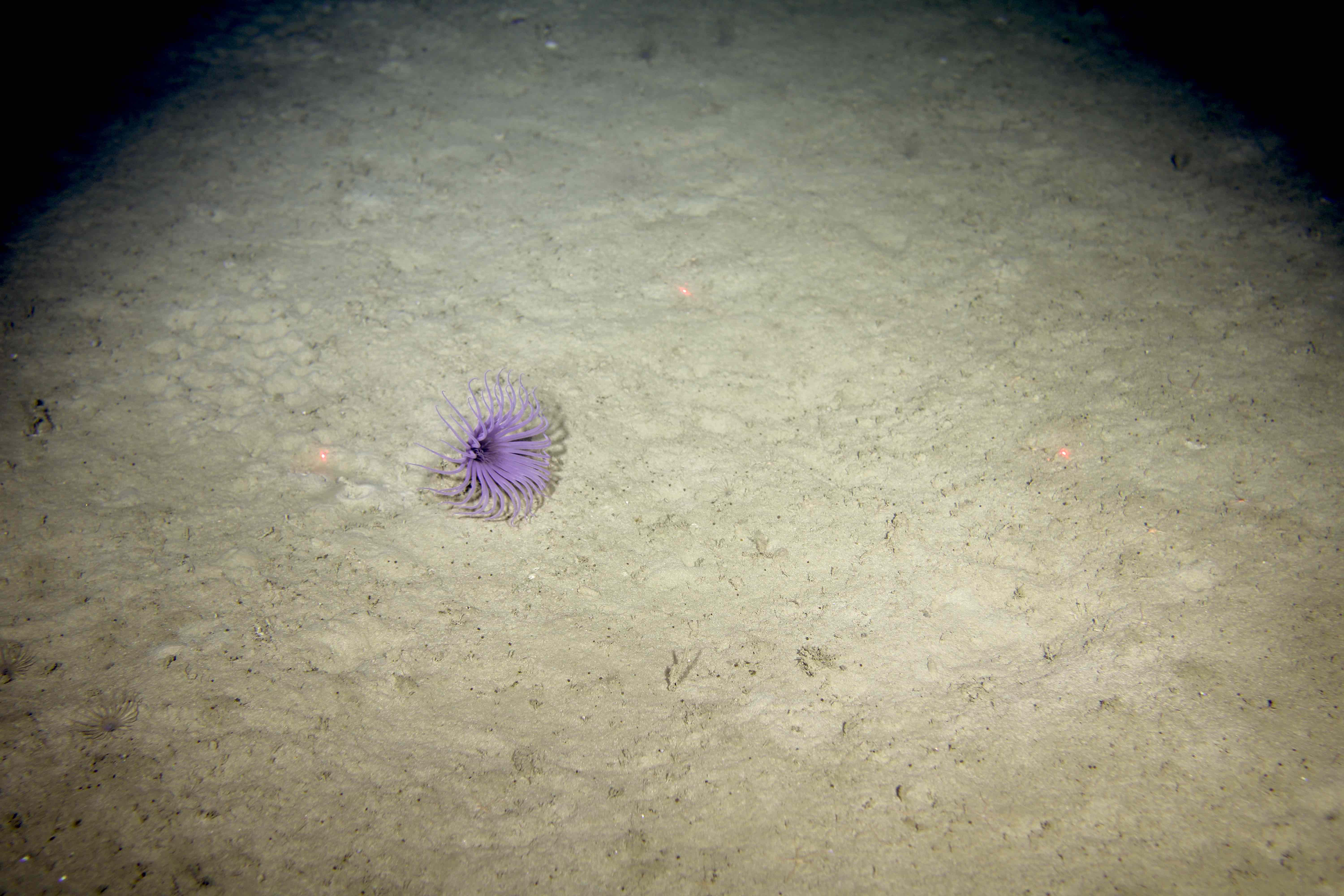 Figure 4. A sandy outer shelf habitat is home to a purple cnidarian, 422 m.