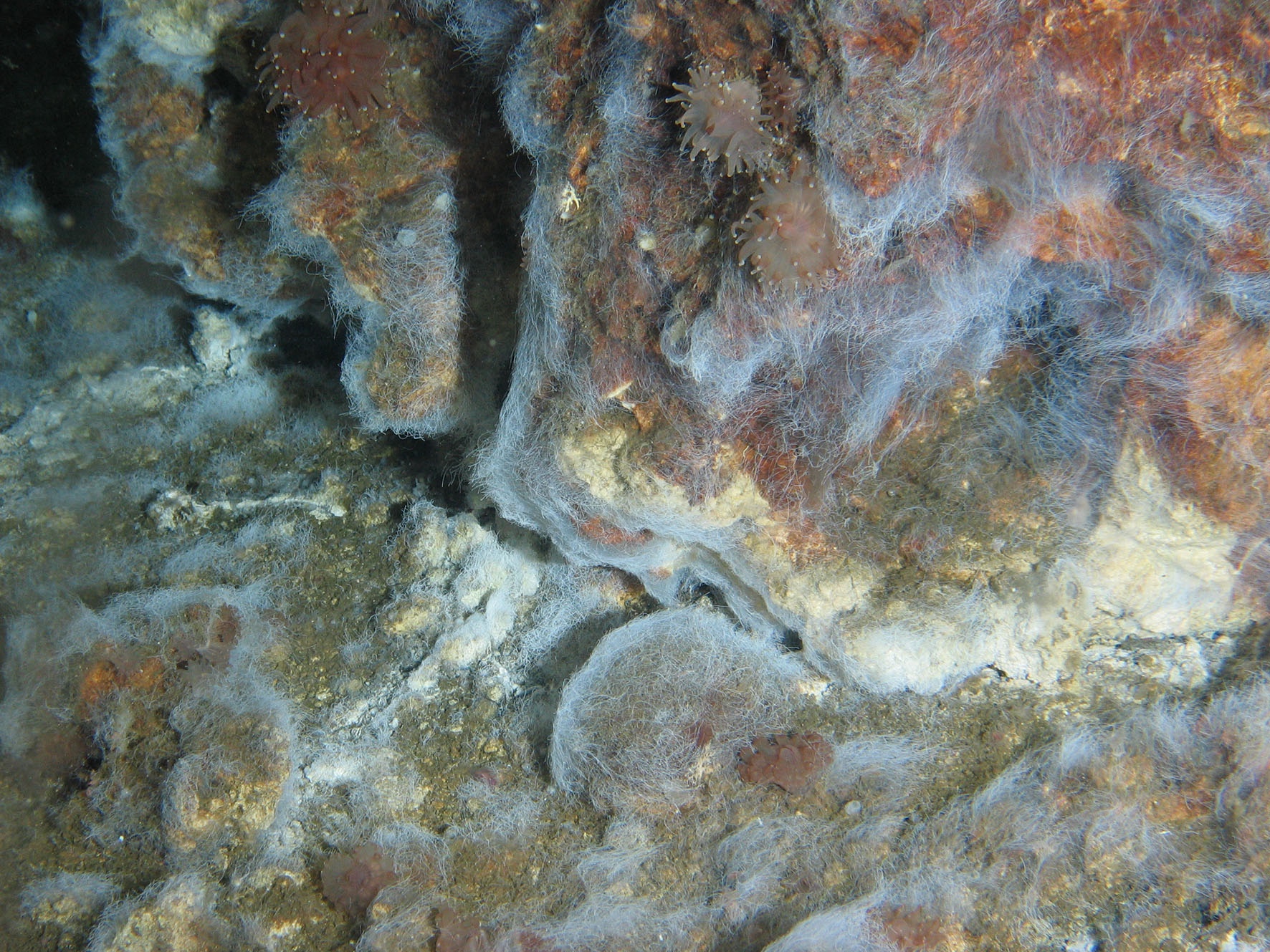Figure 5. Southern top of the Piip’s Volcano, 470 m, bacterial mat and Corallimorphus sp.