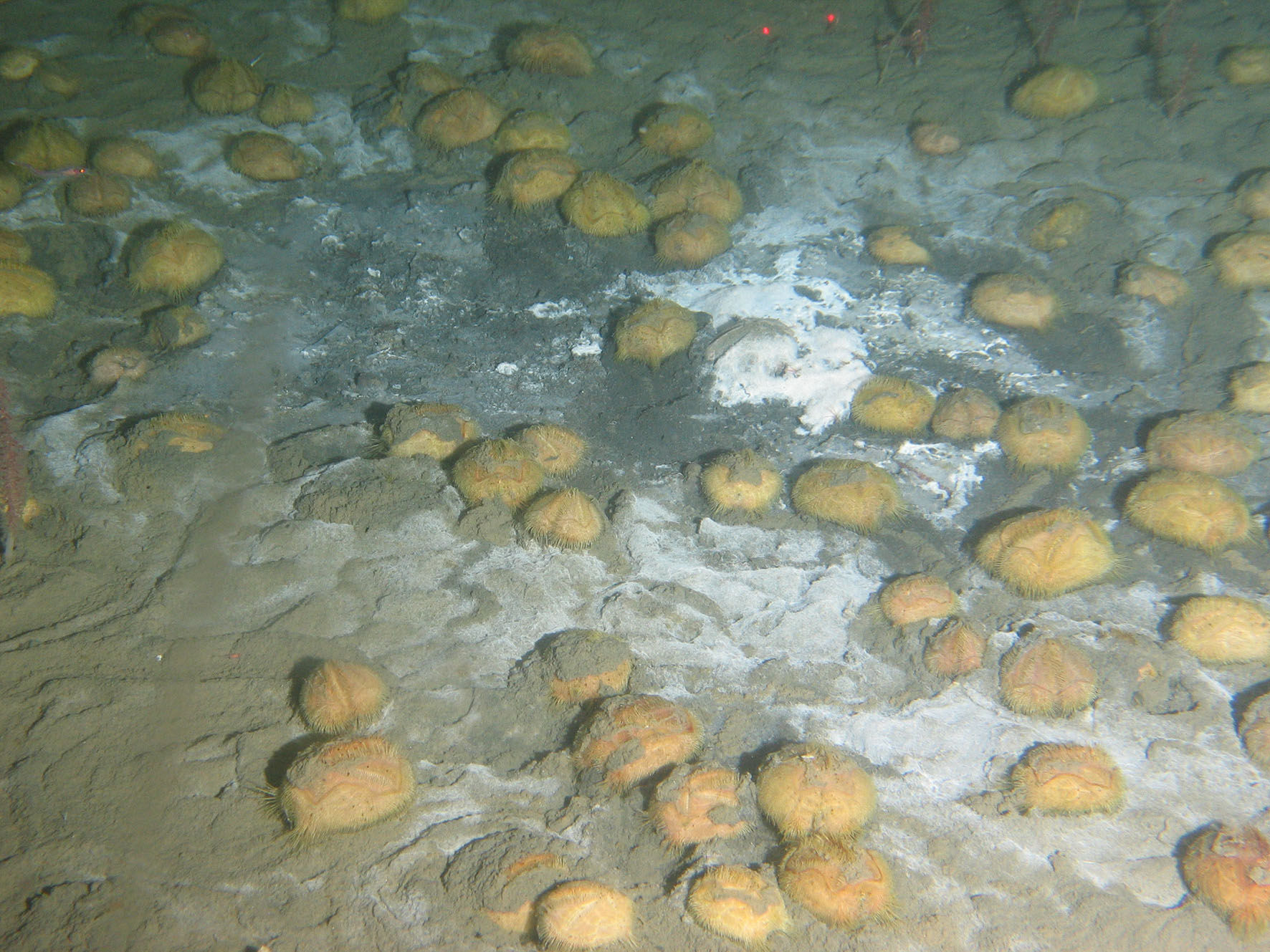 Figure 7. The echinoids Brisaster latifrons attracted by bacterial mat, 417-429 m, Chukotka slope.