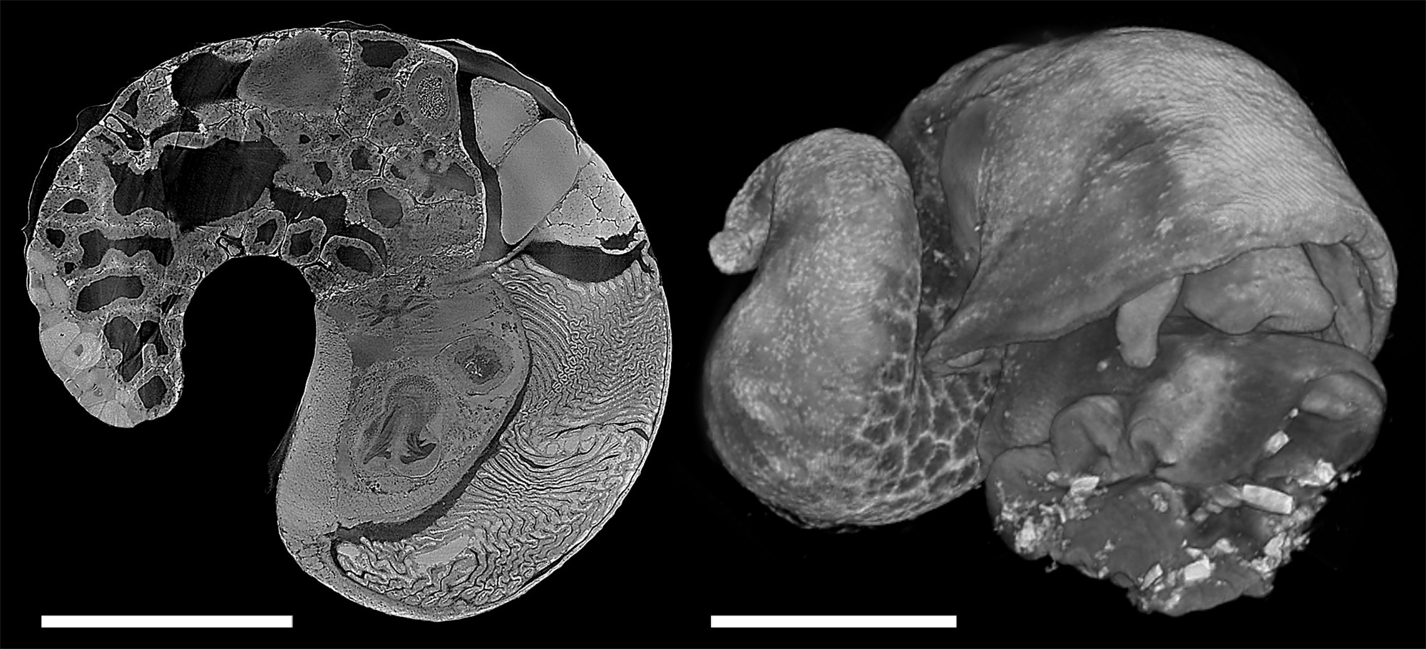 Figure 1: Results from synchrotron CT for a deep-sea neomphaline snail seen in the specialist software Amira v6.2. Left: an example slice from the image stack; right: volume rendering showing the external anatomy. Scale bars = 500 μm.