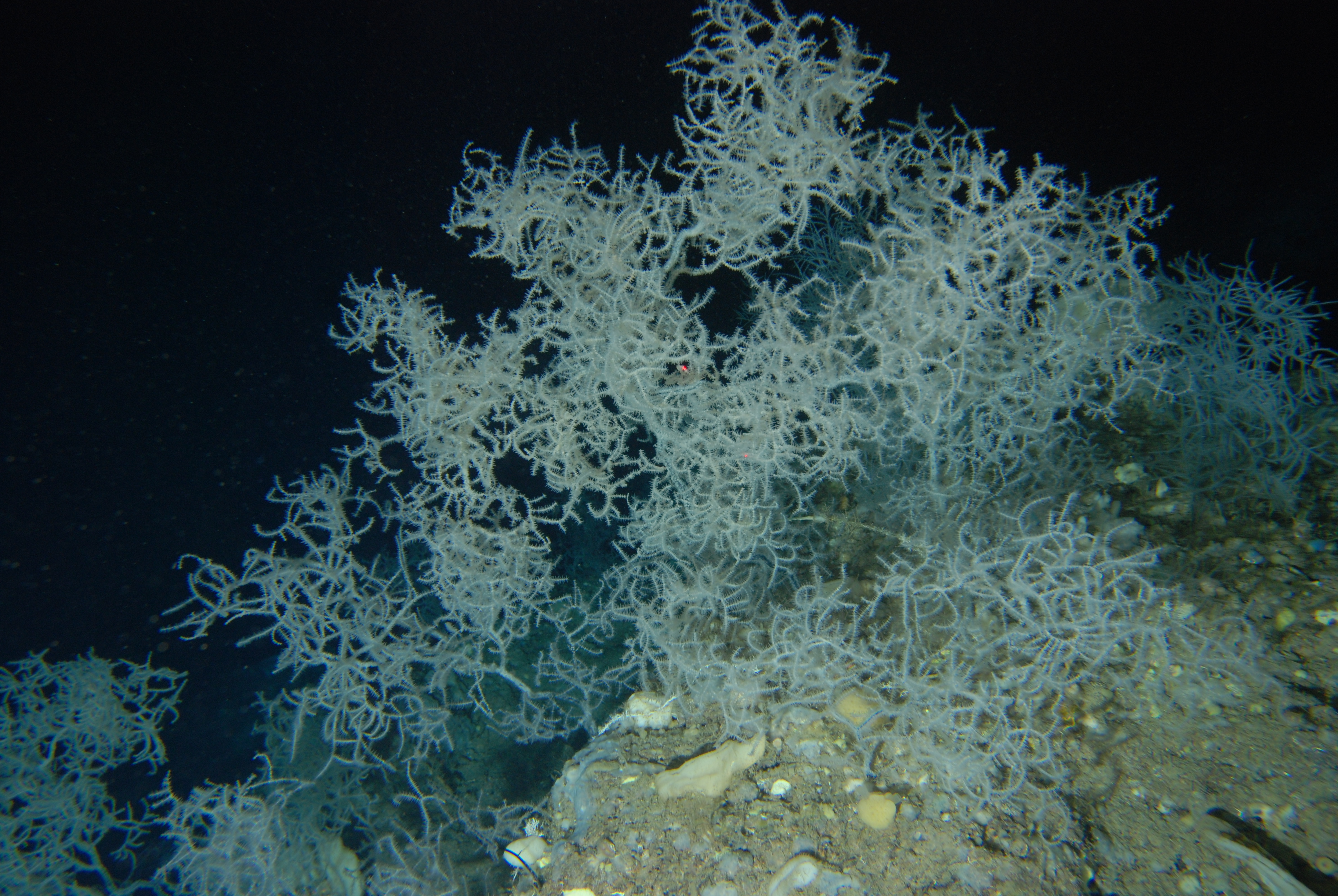 Figure 1. Forest of the black coral Leiopathes glaberrima on the summit of the Santa Lucia seamount, 150m.