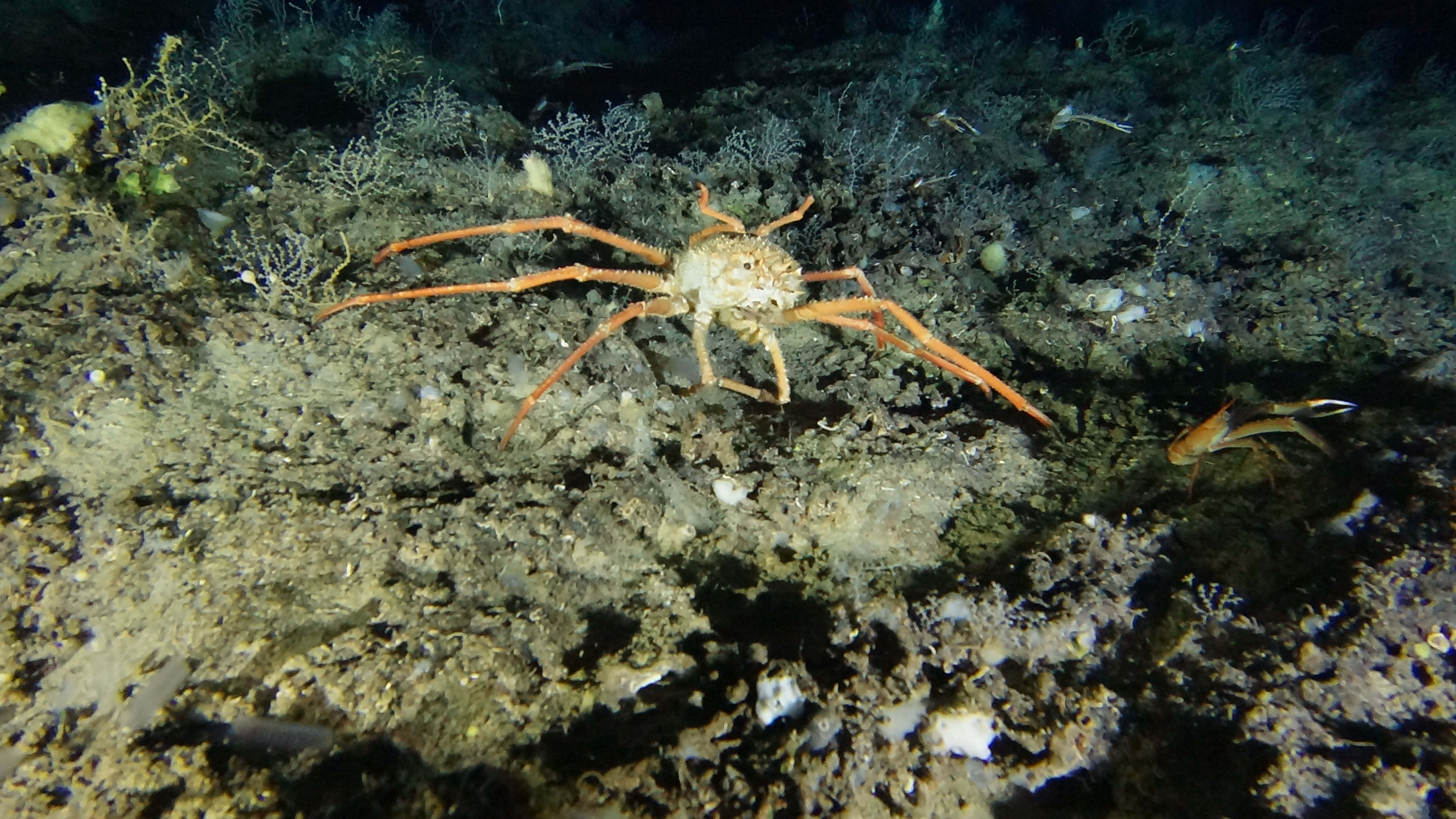Figure 2. The crab Paromola cuvieri within a gorgonian field on the top of the Ulisse Seamount, 500m.
