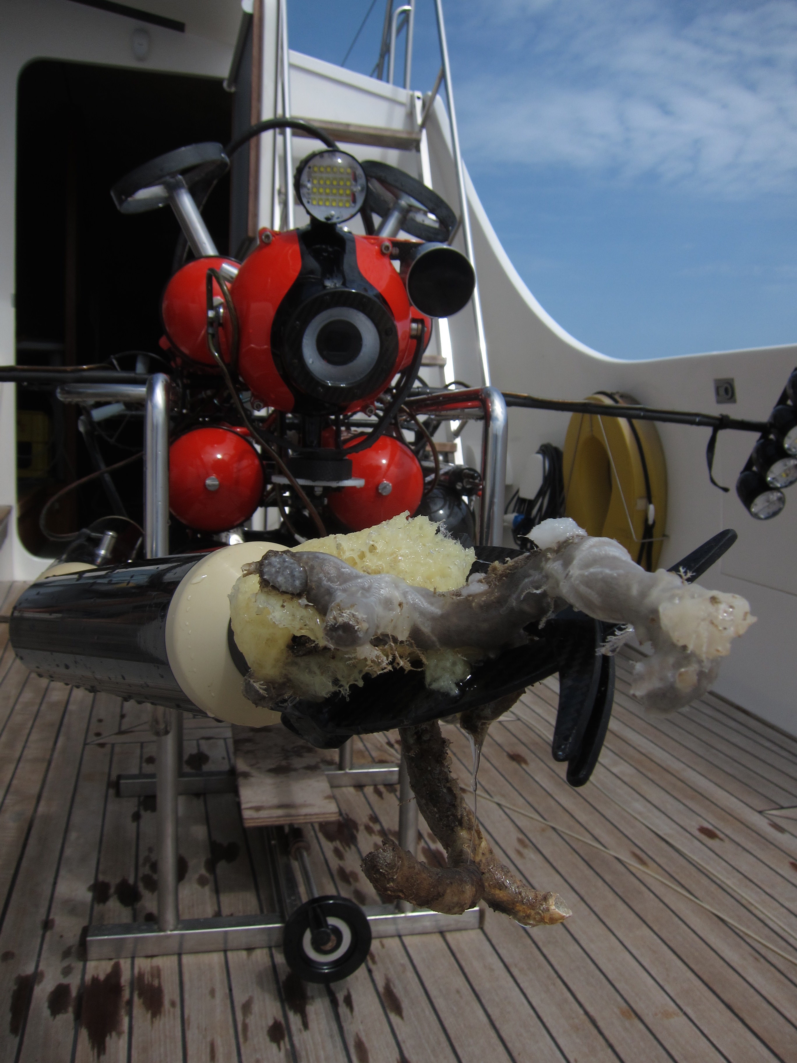 Figure 4. Freshly collected samples in the grabber of the Multipluto ROV