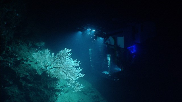 Figure 1. The ROV Deep Discoverer explores the corals of one of the canyons off the east coast of the US from the NOAA Ship Okeanos Explorer.
