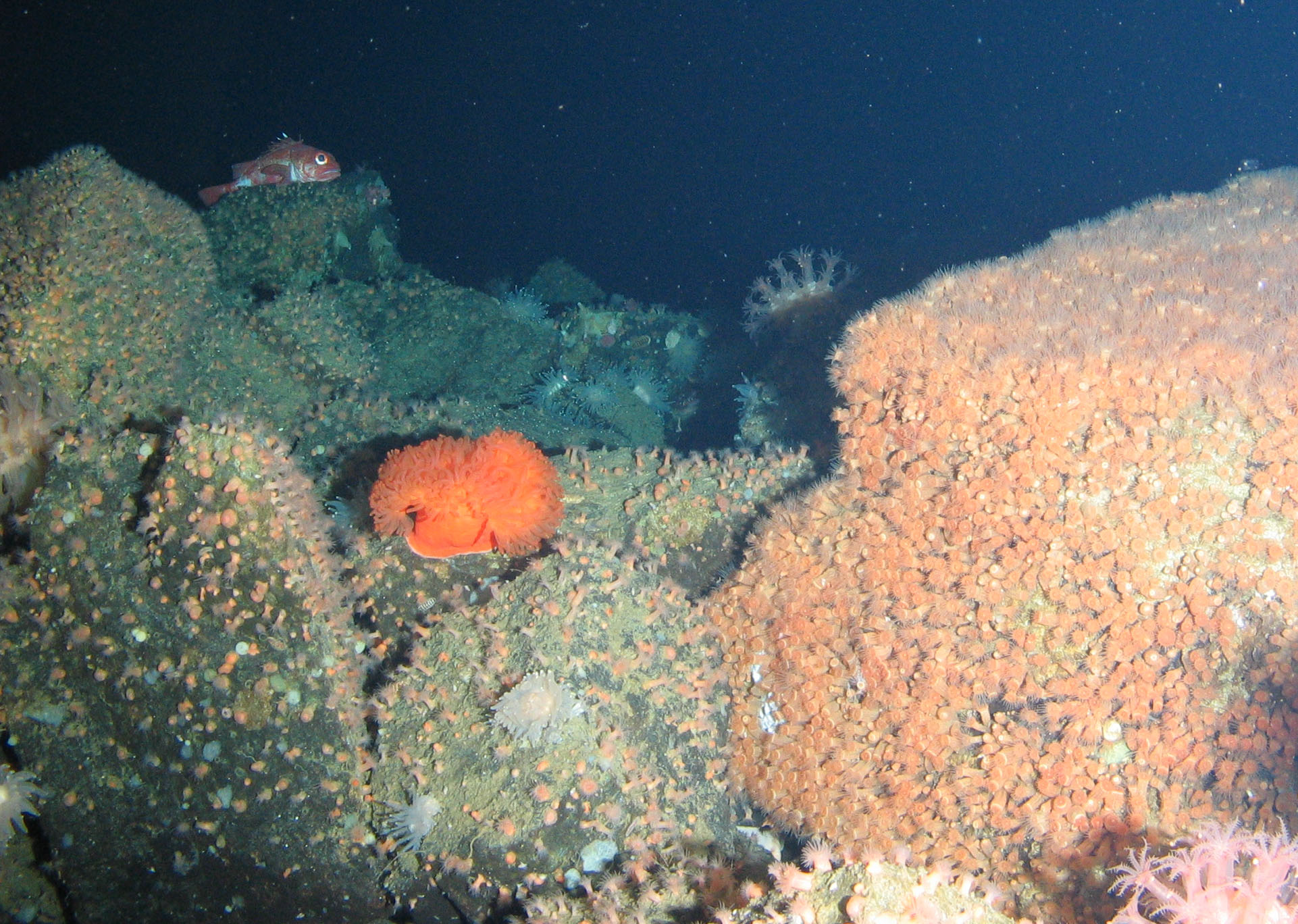 Figure 3. Kingdom of anthozoans on the northern top of the Piip’s Volcano, 380 m: bed of zoantharians to the right, small sea anemones Sagartiidae gen. sp. to the left and around the large orange sea anemone Actinostolidae gen. sp., Corallimorphus pilatus, Anthomastus ritteri and rockfish Sebastes sp.