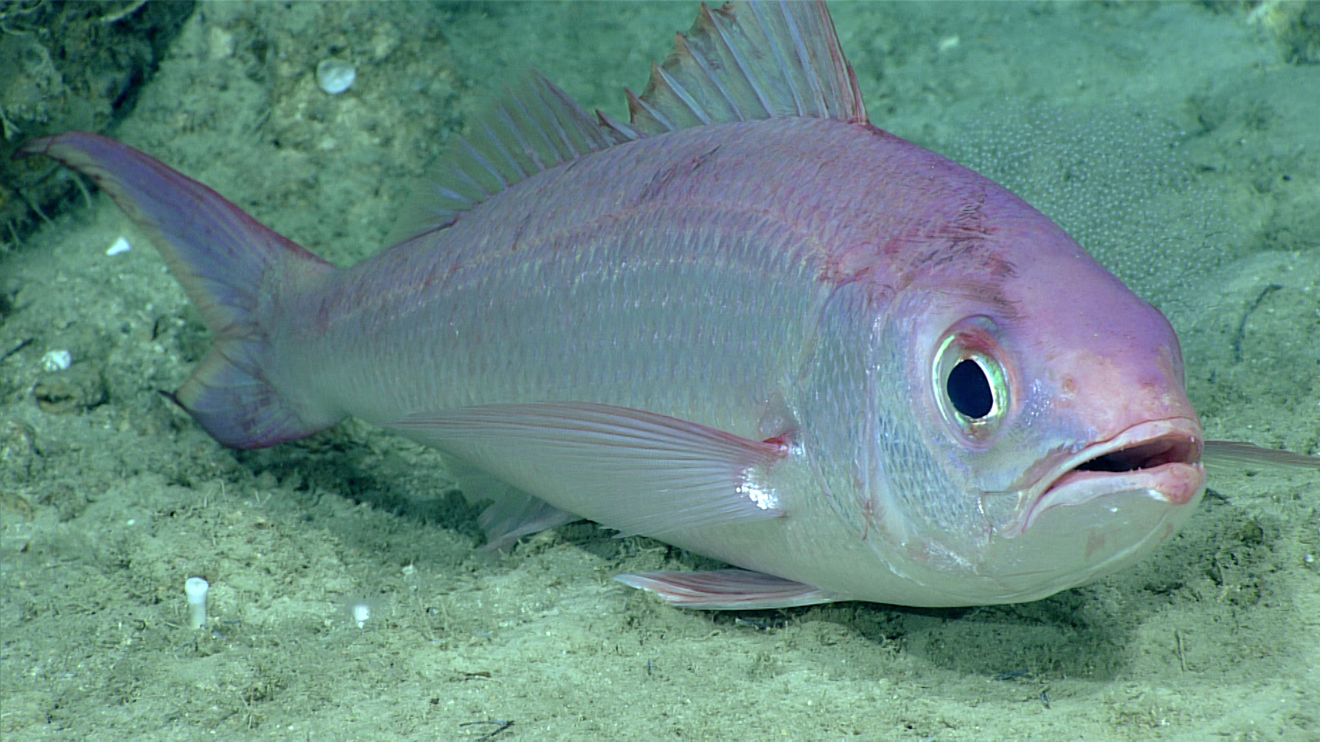 Figure 4. Commercially valuable queen snapper Etelis oculatus seen at a record depth of 539 m off the south shore of Puerto Rico.