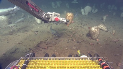 Figure 1. ROPOS arm collects Russian Hat sponge (Vazella pourtalesii) from the seafloor for research off Nova Scotia’s coast (photo: CSSF using ROPOS Zeus-Plus HD camera)