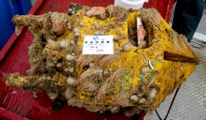 Figure 2. OTN receiver float covered in Vazella sponges, amongst other biofouling (photo: DFO)