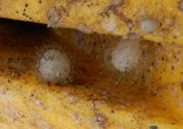 Figure 3. Vazella sponges settled in the crevices of OTN receiver float (photo: DFO