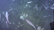 Figure 4. Aggregation of Vazella sponges on the seafloor off Nova Scotia’s coast (photo: CSSF using ROPOS Zeus-Plus HD camera)