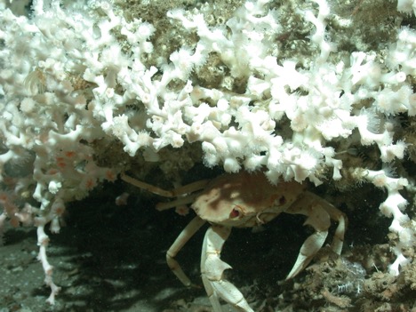 Figure 3. Golden crab hiding in deep-water coral reef (Lophelia) on the west Florida Slope (Credit: Ross et al. 2010 ROV Kraken, USGS DISCOVRE)