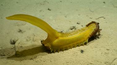Figure 3 (bottom). A large abyssal sea cucumber (Psychropotes longicauda). Image courtesy of DeepCCZ Expedition.