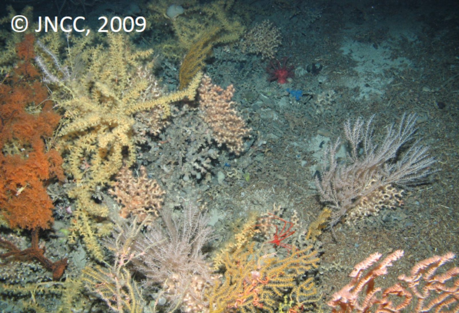 Mixed coral assemblage on Lophelia pertusa reef framework