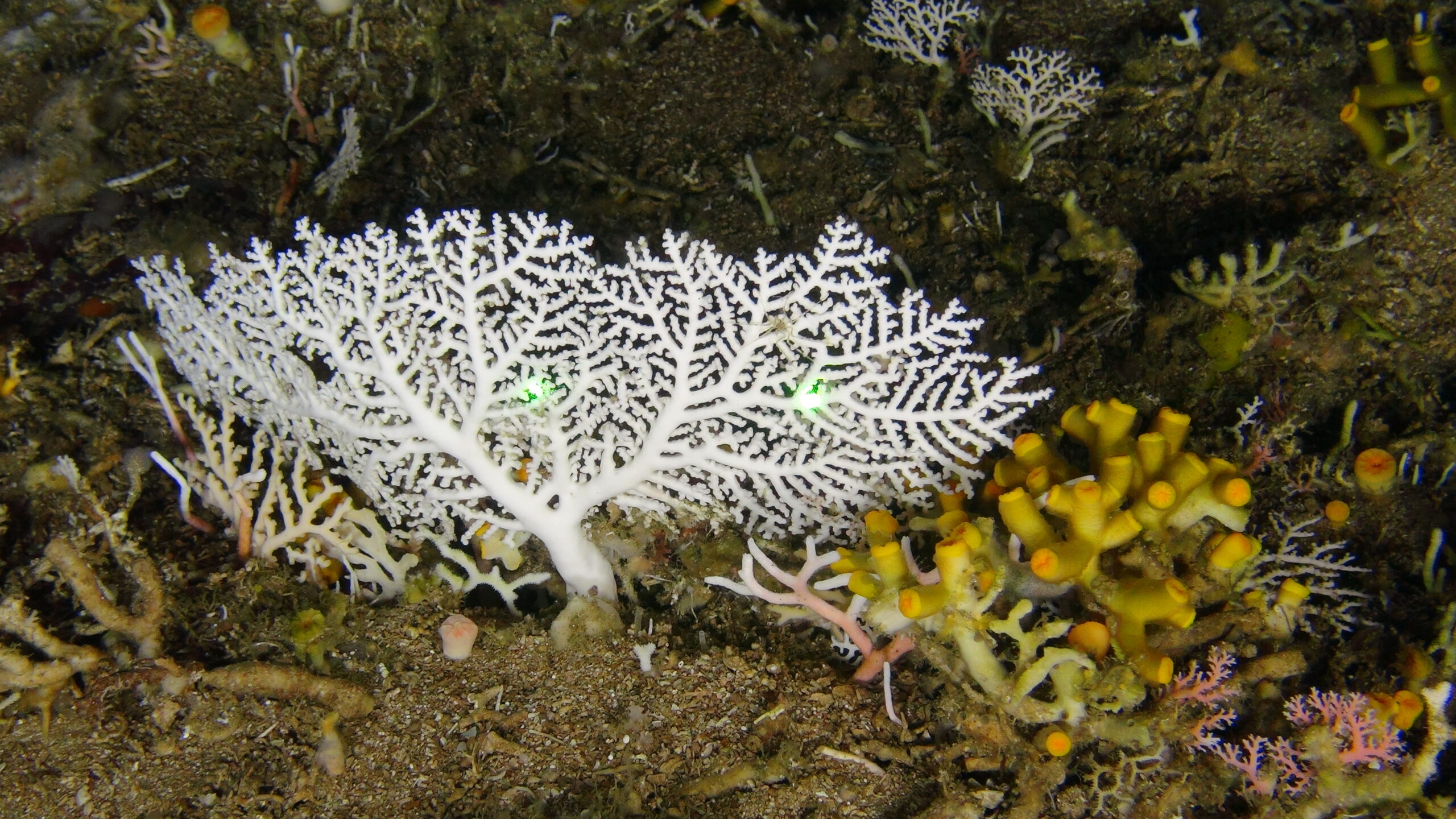 Deep Forests: Amathole Lace Coral Gardens among the Sacred Places of the South African Deep-Sea